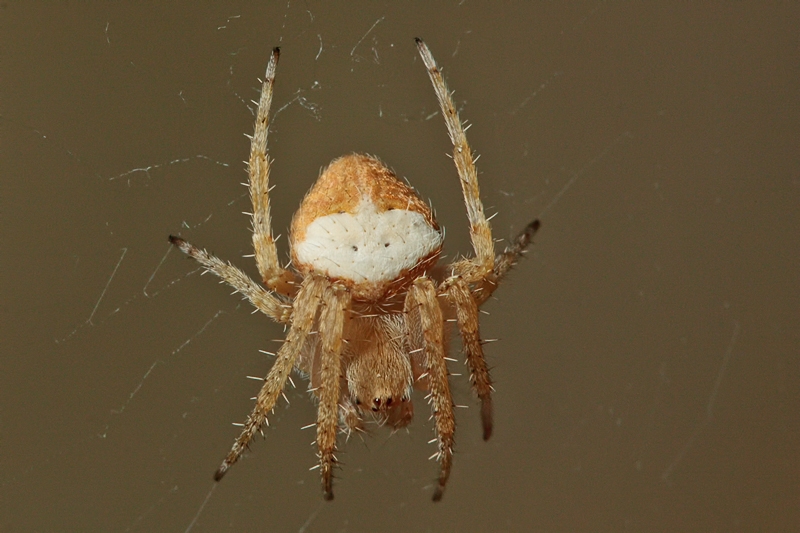 Neoscona subfusca - Malta